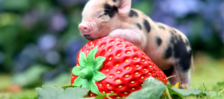 Fondo de pantalla Pig and Strawberry 720x320