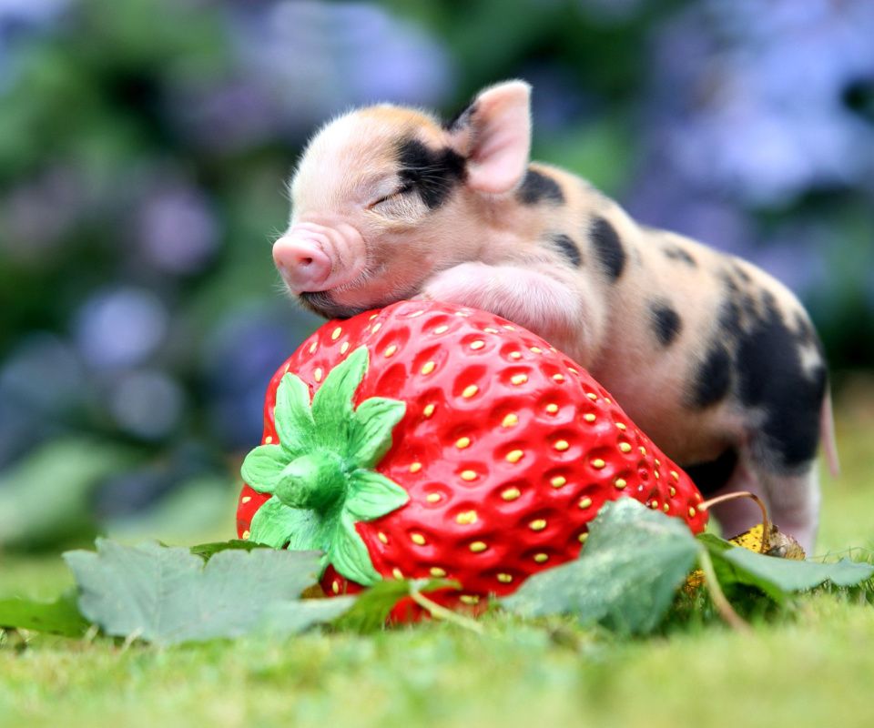 Pig and Strawberry wallpaper 960x800