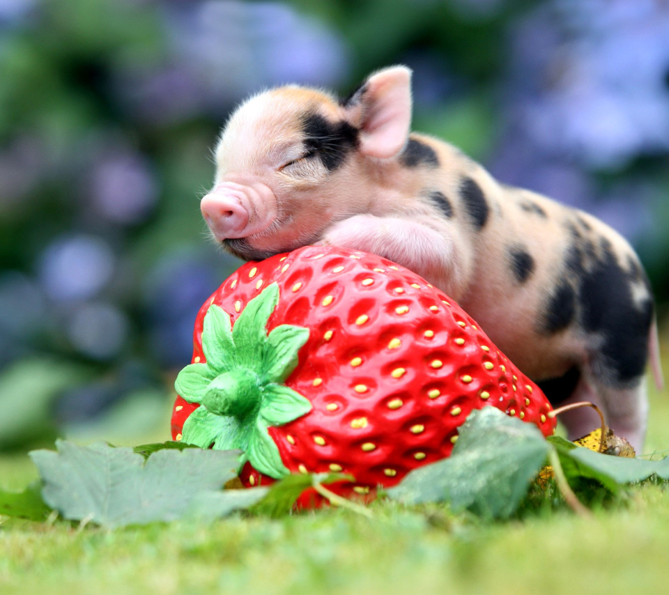Pig and Strawberry wallpaper 960x854