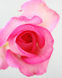 Sfondi Fragile Rose 128x160