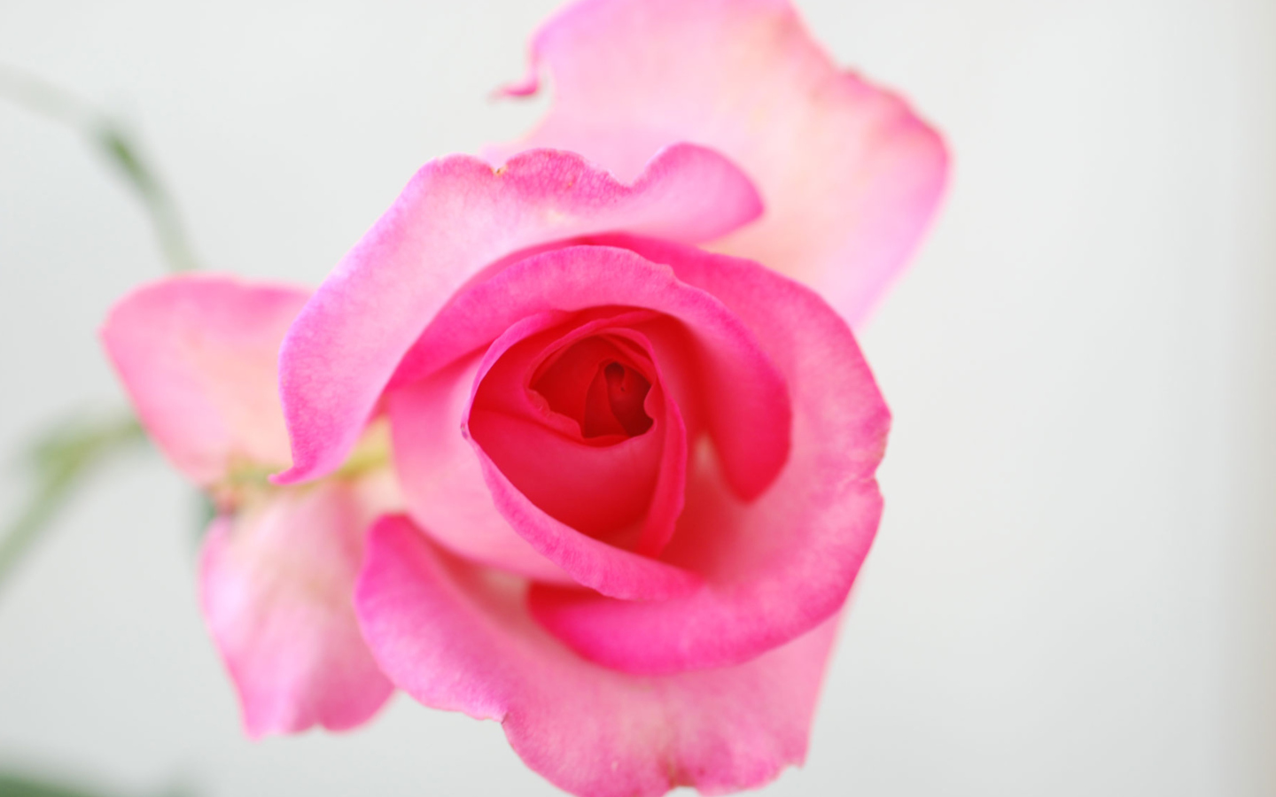 Fondo de pantalla Fragile Rose 1440x900