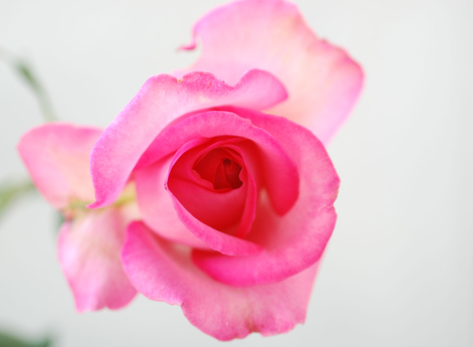 Sfondi Fragile Rose 1920x1408