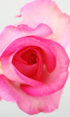 Fragile Rose screenshot #1 240x400