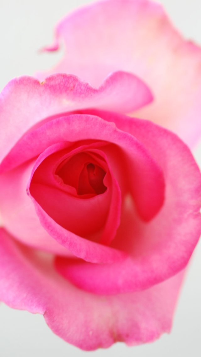Fragile Rose wallpaper 640x1136