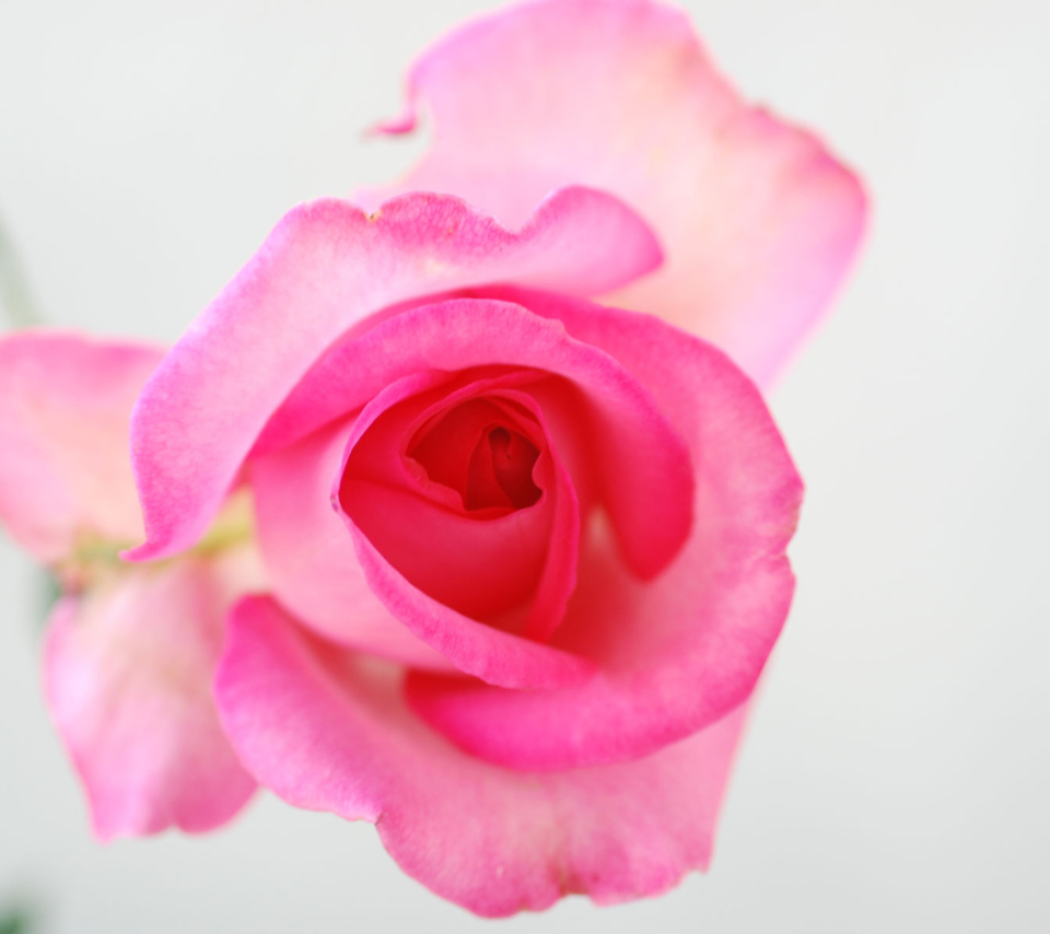 Sfondi Fragile Rose 960x854