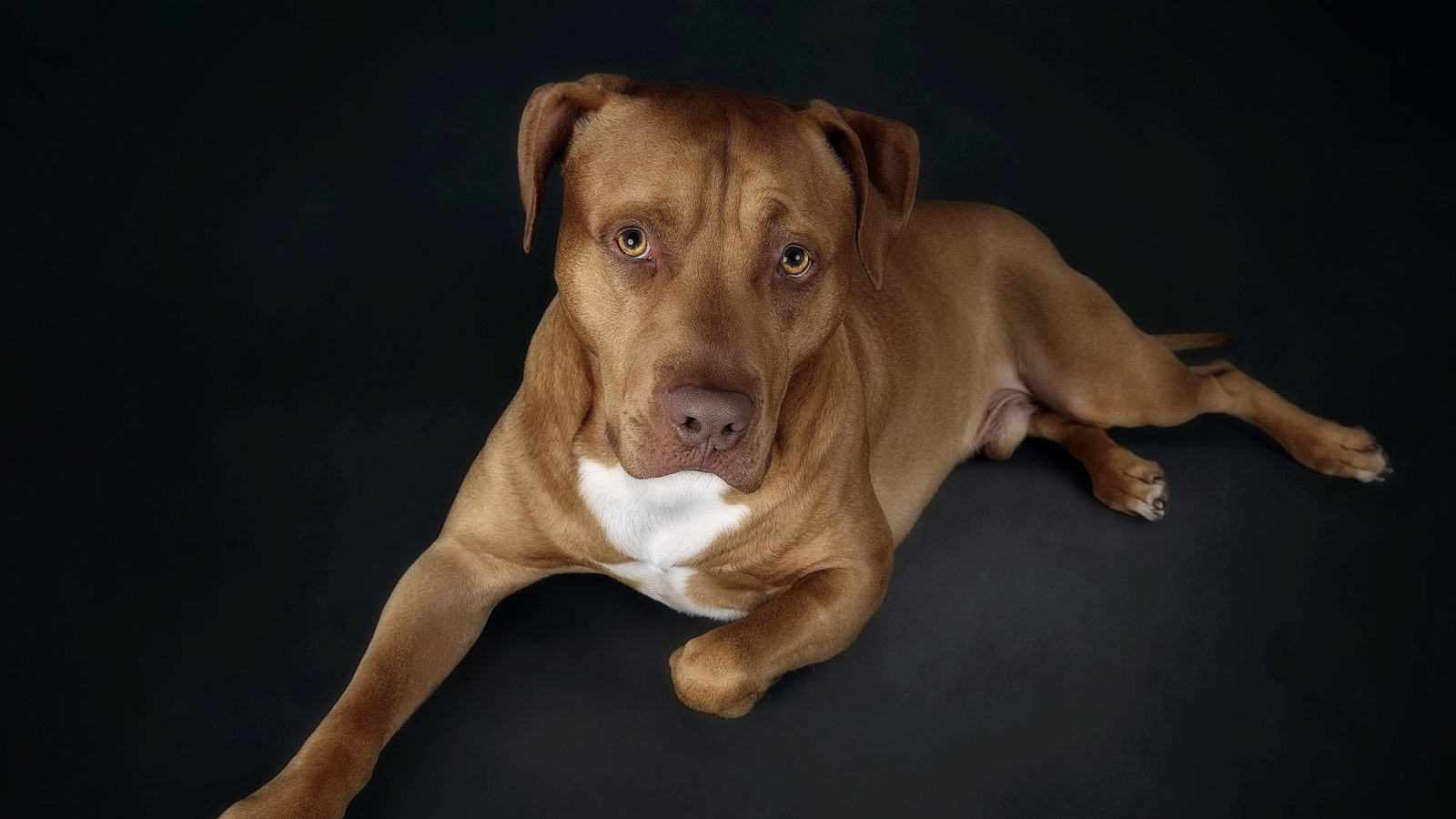 Das Companion dog Wallpaper 1600x900