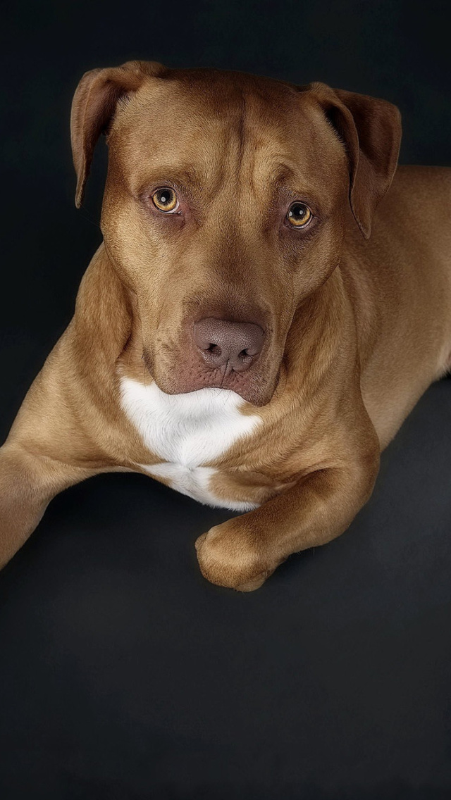 Das Companion dog Wallpaper 640x1136