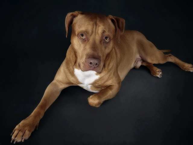 Das Companion dog Wallpaper 640x480
