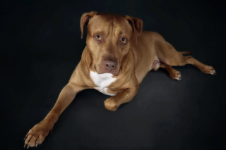 Companion dog - Obrázkek zdarma pro Samsung Galaxy Q