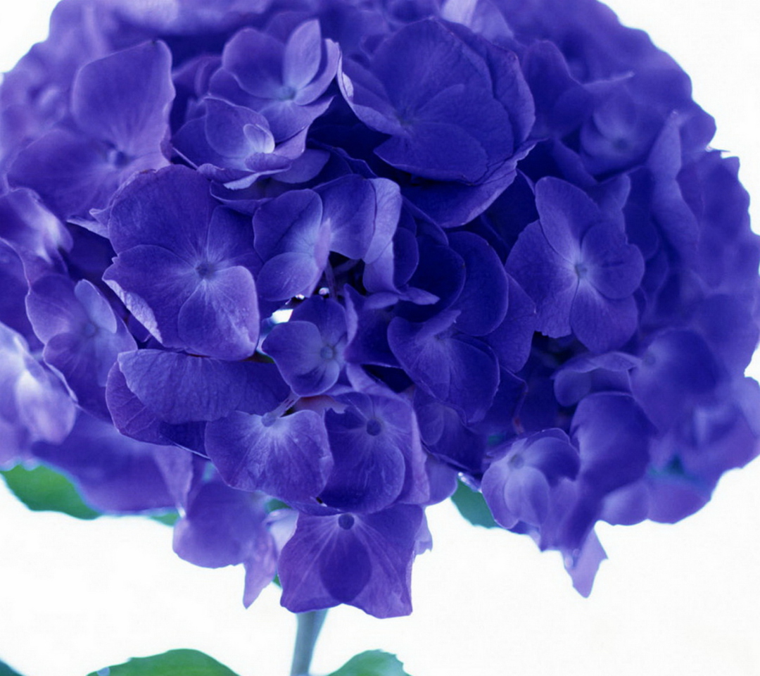 Das Blue Flowers Wallpaper 1080x960