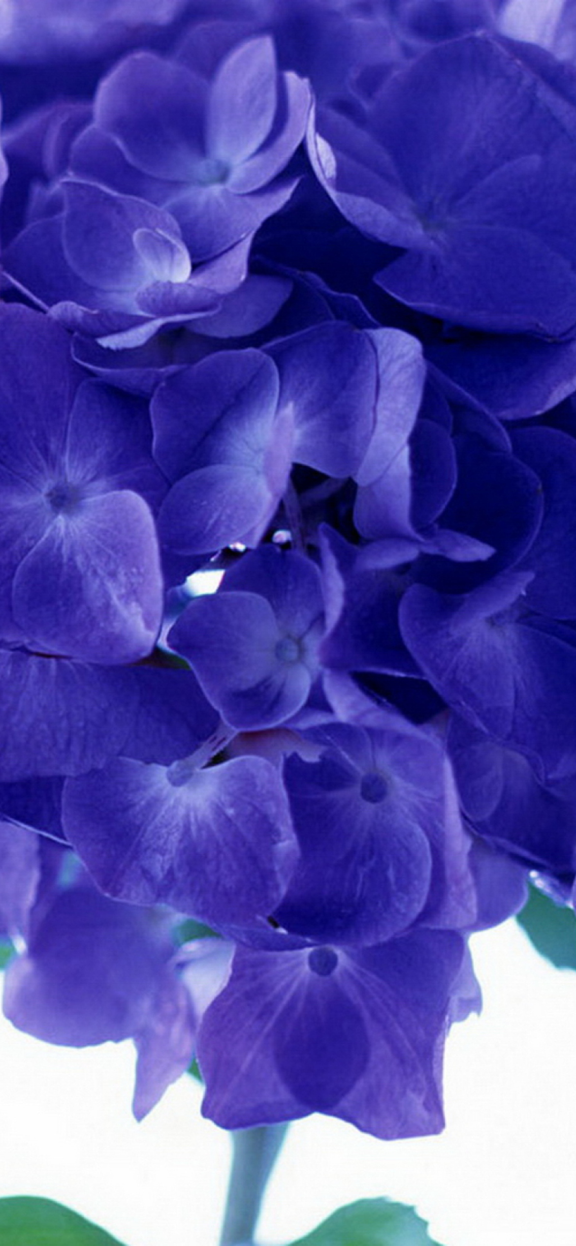 Fondo de pantalla Blue Flowers 1170x2532