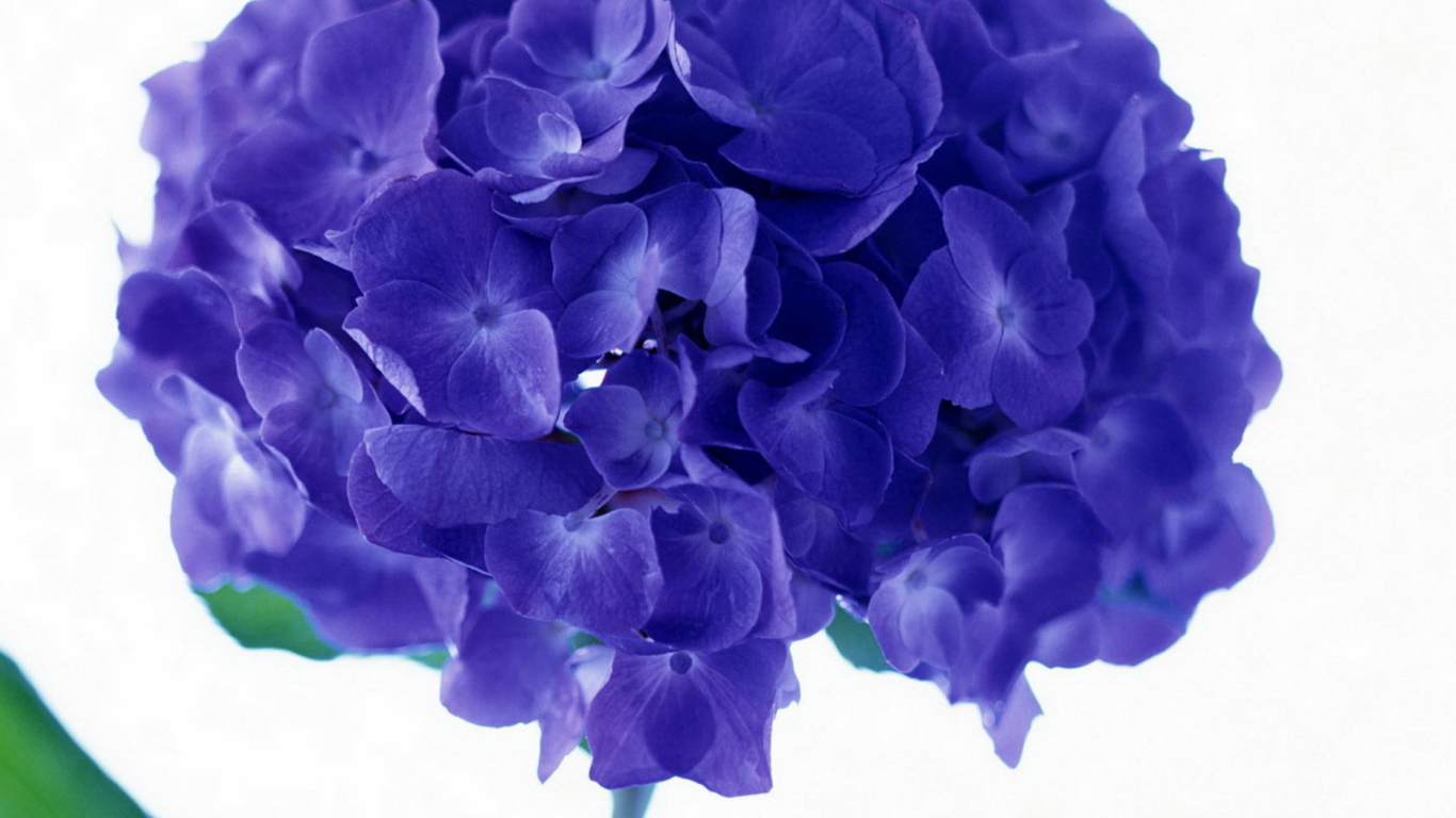 Blue Flowers screenshot #1 1366x768
