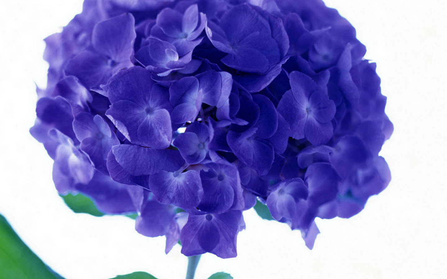 Sfondi Blue Flowers 1440x900