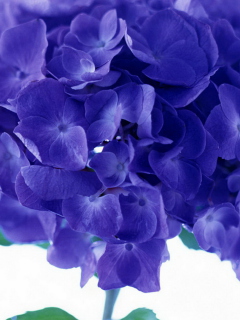 Fondo de pantalla Blue Flowers 240x320