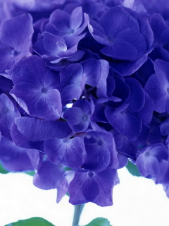 Das Blue Flowers Wallpaper 240x320