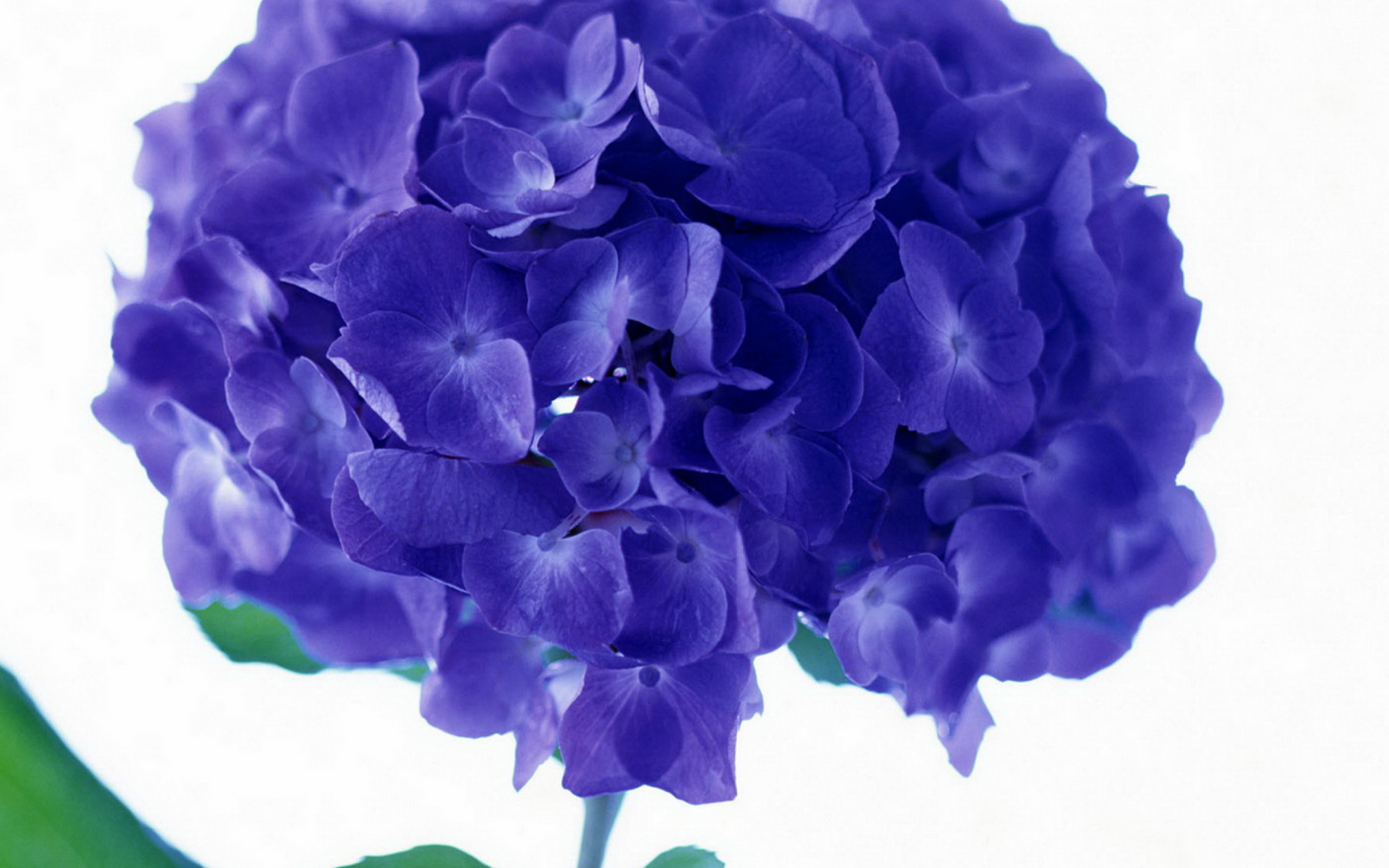 Das Blue Flowers Wallpaper 2560x1600