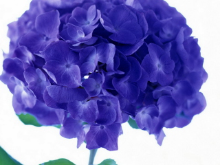 Das Blue Flowers Wallpaper 320x240