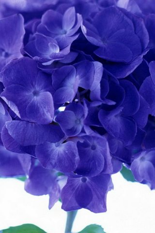 Fondo de pantalla Blue Flowers 320x480