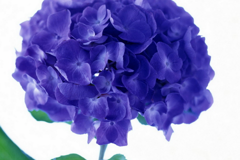 Fondo de pantalla Blue Flowers 480x320