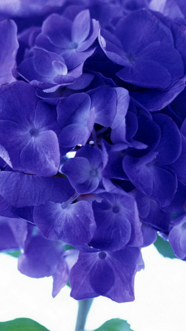 Fondo de pantalla Blue Flowers 640x1136