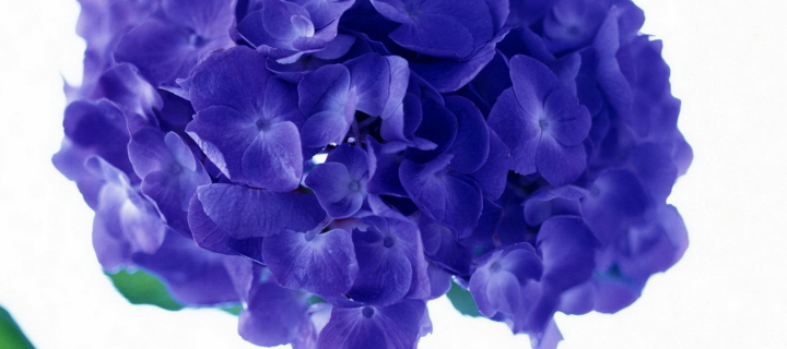 Das Blue Flowers Wallpaper 720x320