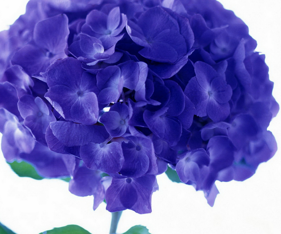 Das Blue Flowers Wallpaper 960x800