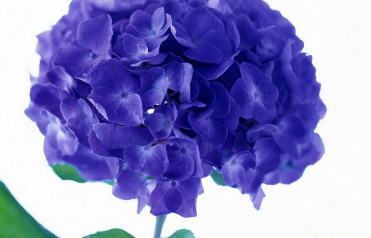 Fondo de pantalla Blue Flowers