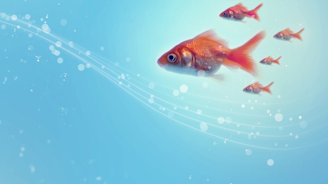 Fondo de pantalla Goldfish 1280x720