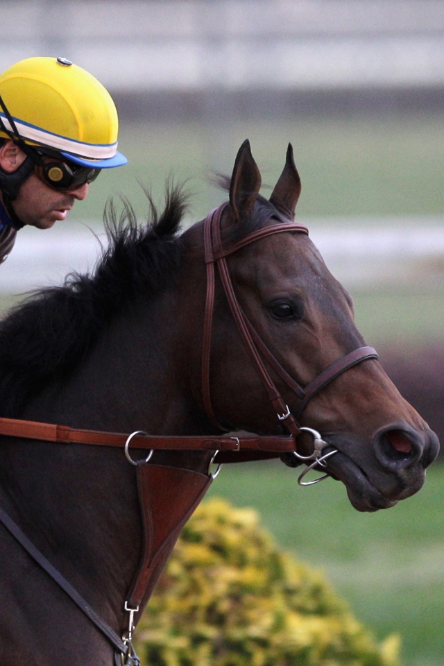 Breeders Cup wallpaper 640x960