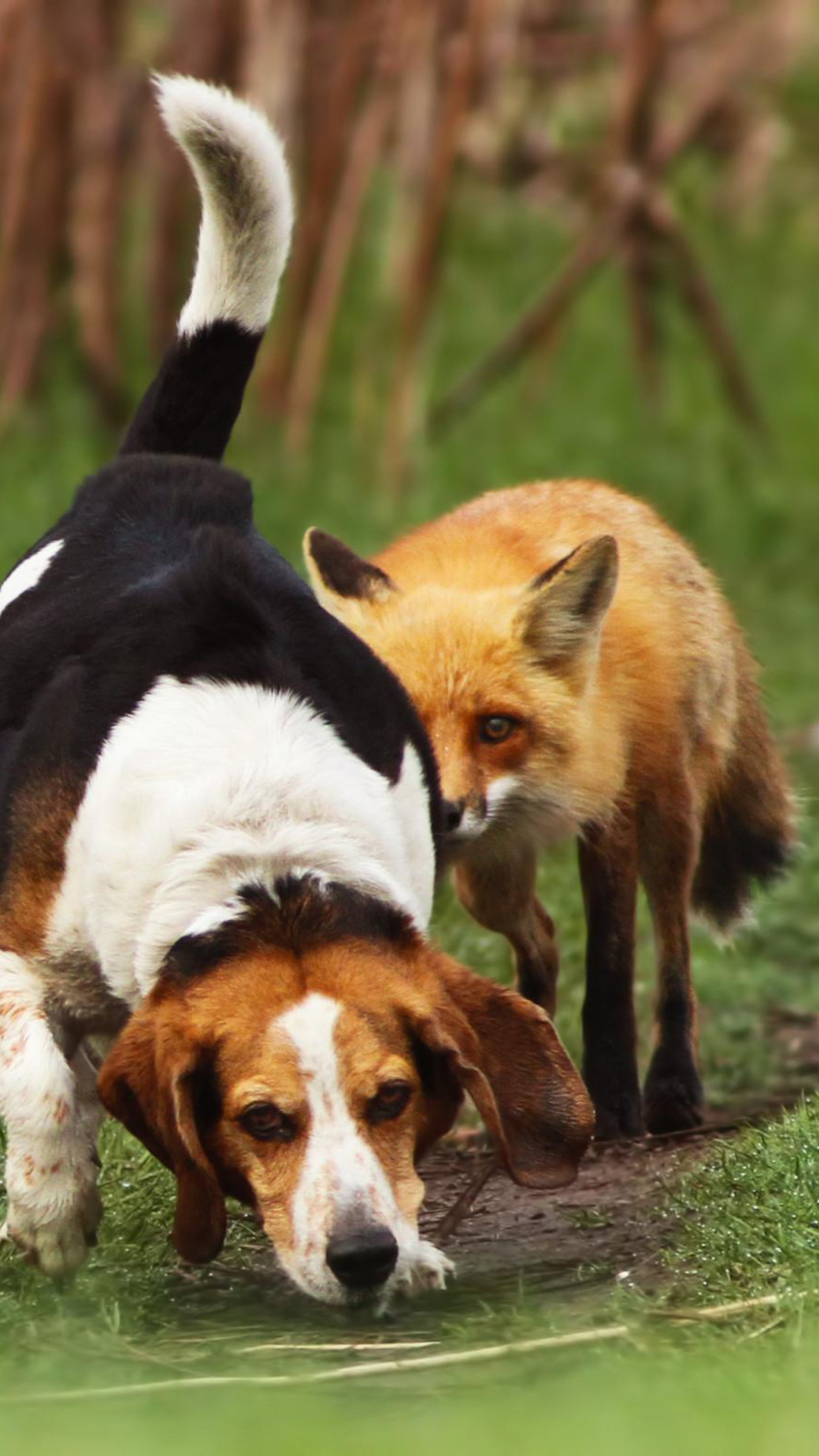 Dog And Fox Friends wallpaper 1080x1920
