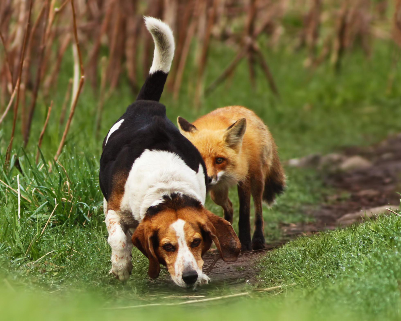 Dog And Fox Friends wallpaper 1280x1024