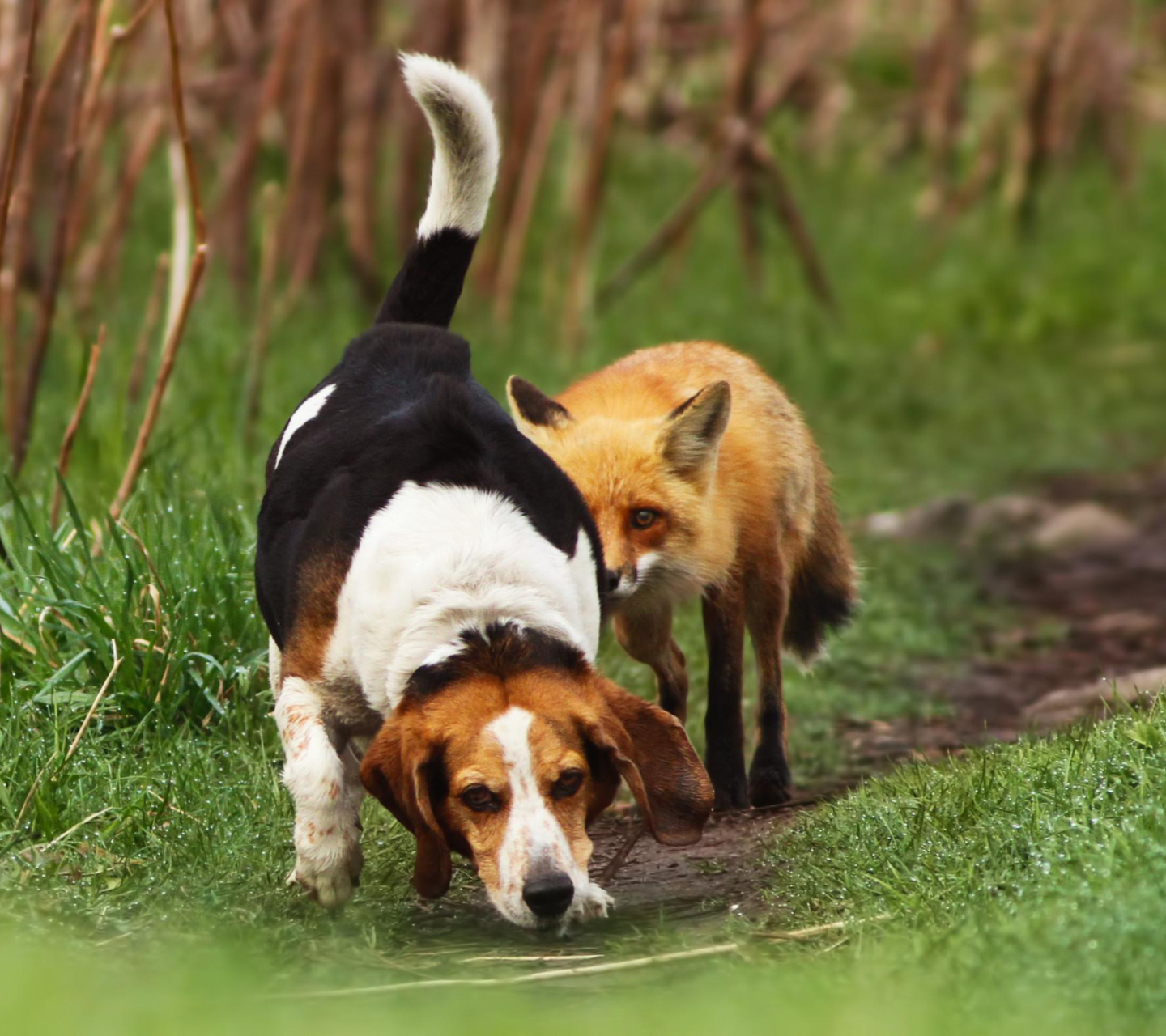 Dog And Fox Friends wallpaper 1440x1280