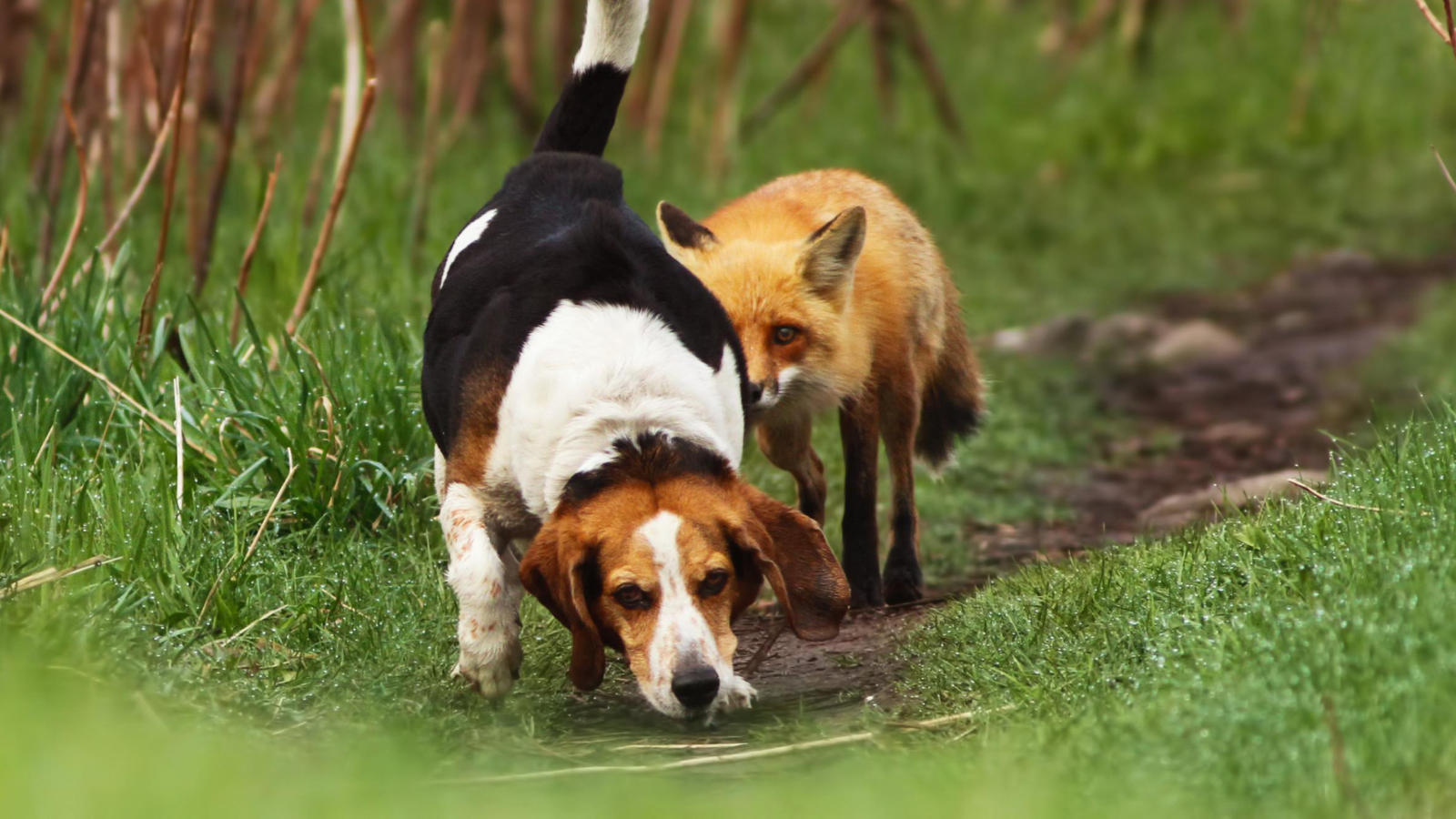 Dog And Fox Friends screenshot #1 1600x900