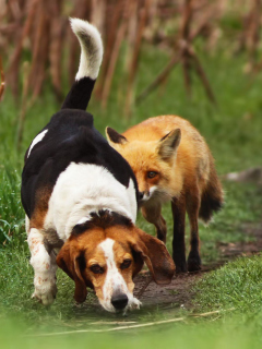 Обои Dog And Fox Friends 240x320
