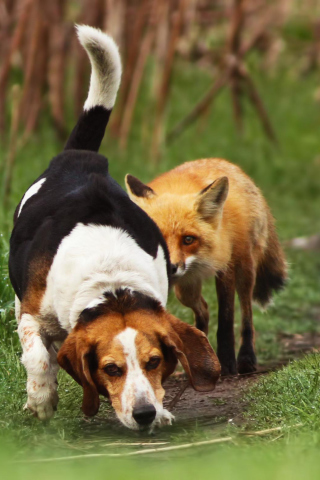 Обои Dog And Fox Friends 320x480