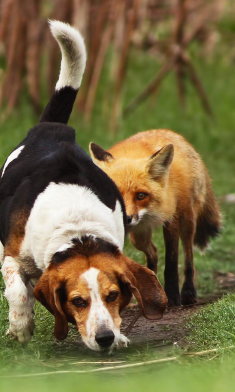 Das Dog And Fox Friends Wallpaper 480x800