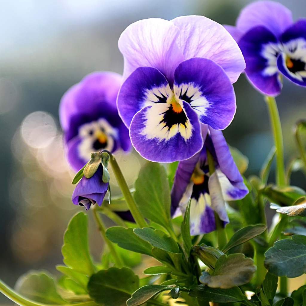 Das Pansy, Garden Flowers Wallpaper 1024x1024