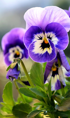 Das Pansy, Garden Flowers Wallpaper 240x400