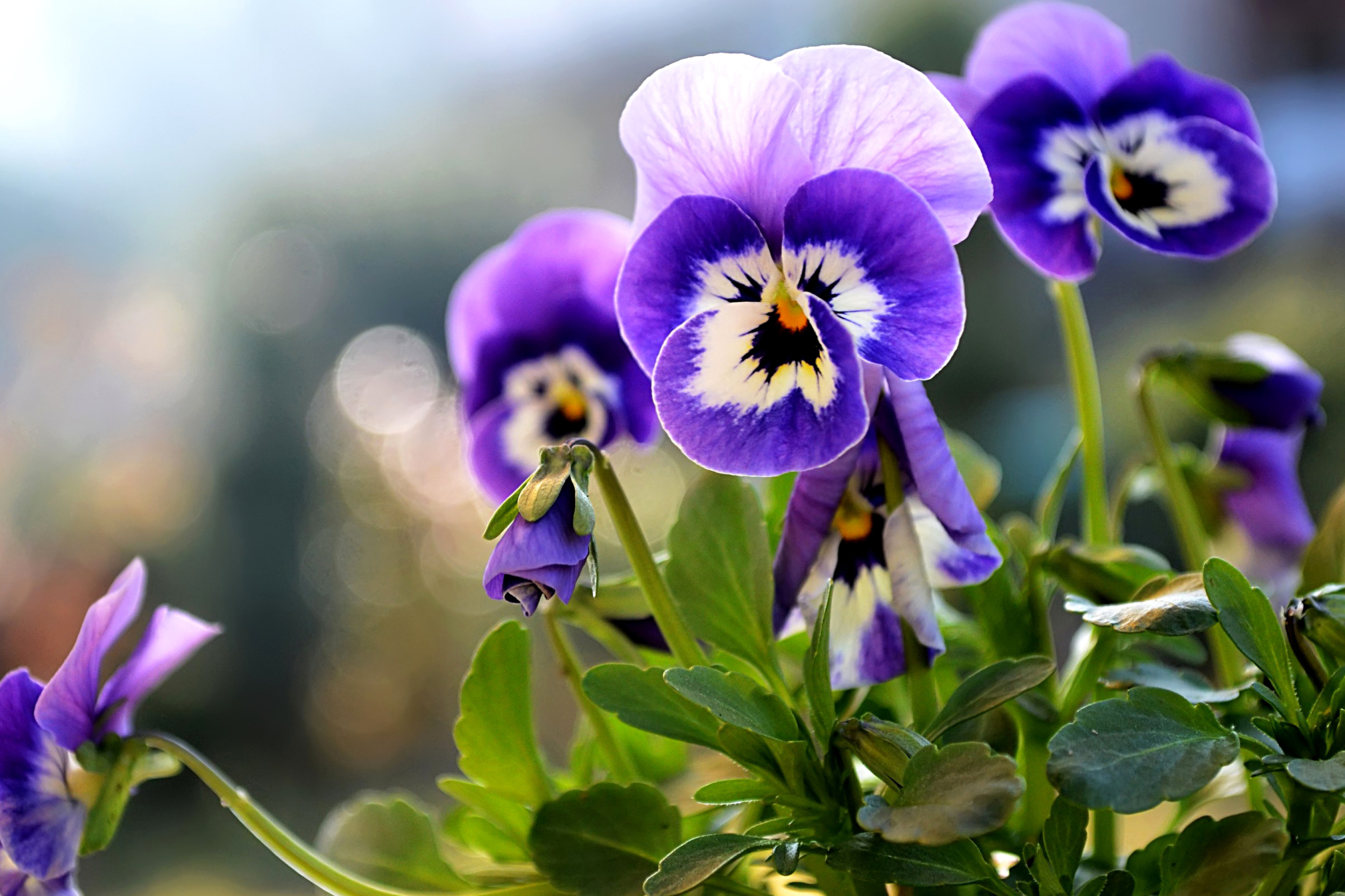 Sfondi Pansy, Garden Flowers 2880x1920