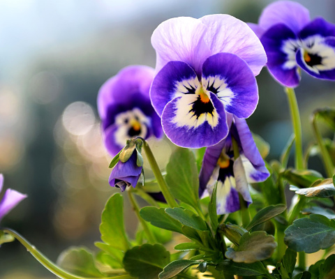 Fondo de pantalla Pansy, Garden Flowers 480x400