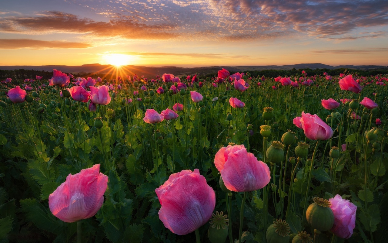 Poppies in Thuringia, Germany wallpaper 1280x800