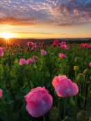 Poppies in Thuringia, Germany wallpaper 132x176