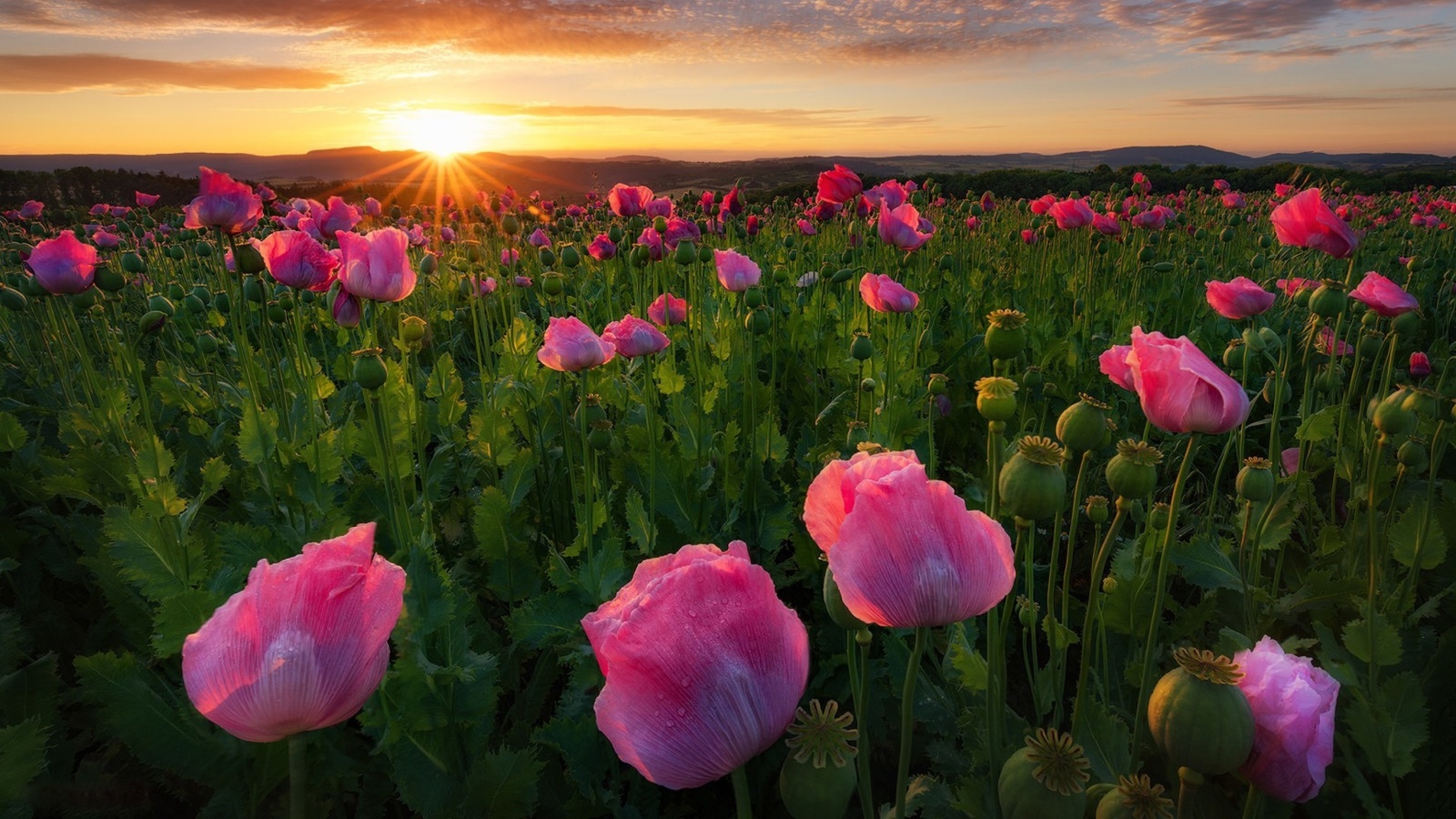 Screenshot №1 pro téma Poppies in Thuringia, Germany 1600x900