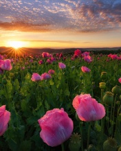 Poppies in Thuringia, Germany wallpaper 176x220