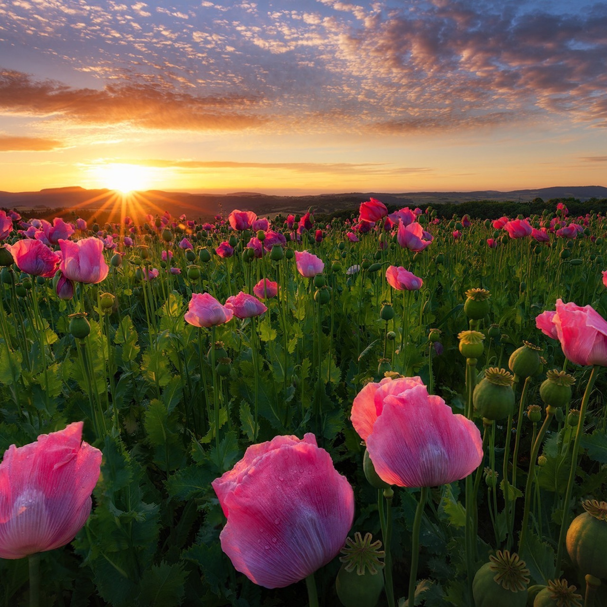 Poppies in Thuringia, Germany wallpaper 2048x2048