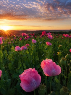 Poppies in Thuringia, Germany wallpaper 240x320