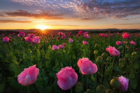 Poppies in Thuringia, Germany screenshot #1 480x320