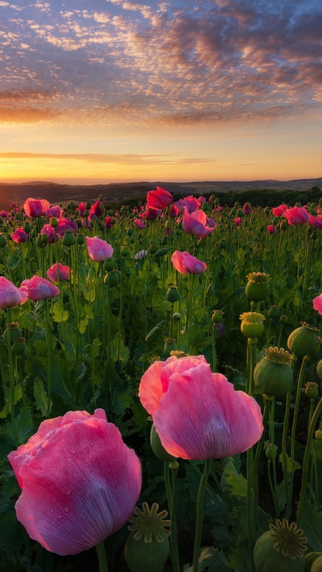 Screenshot №1 pro téma Poppies in Thuringia, Germany 640x1136