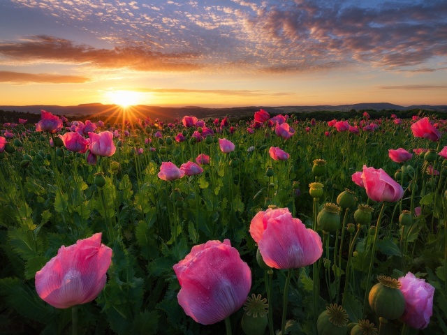 Обои Poppies in Thuringia, Germany 640x480