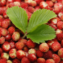 Sfondi Wild Strawberry 128x128